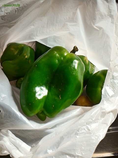 20190917_151123_家庭菜園_ピーマン