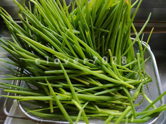 大量の長ネギ