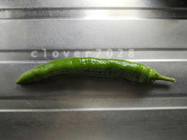 シシトウガラシ