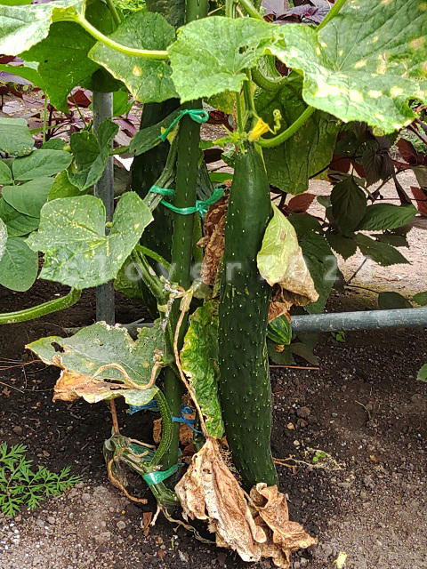 キュウリ巨大化