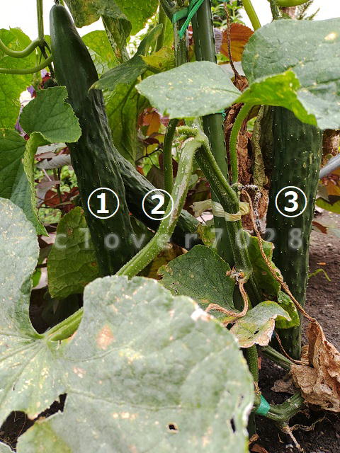 巨大キュウリ3本